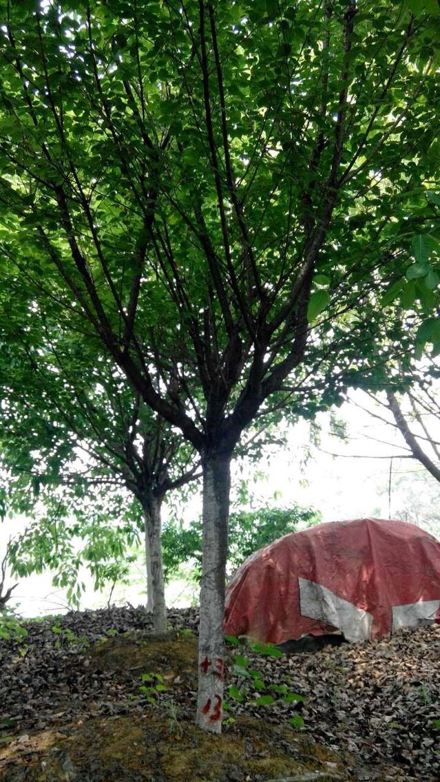櫻花苗圃 成都櫻花批發(fā) 成都櫻花基地