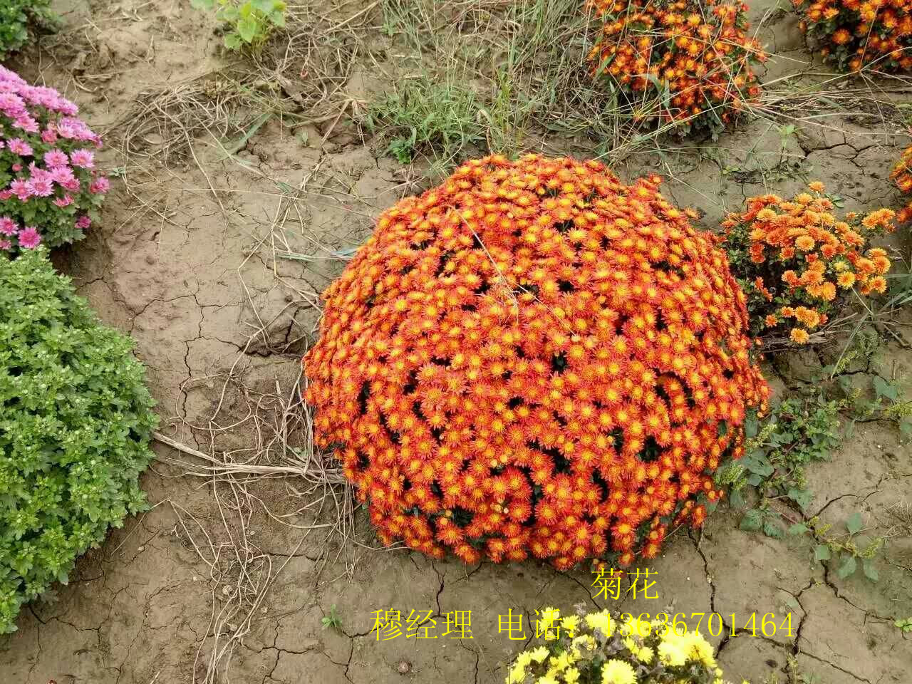 供應(yīng)寶雞草花供應(yīng) 寶雞草花基地直銷批發(fā)報(bào)價(jià)電話