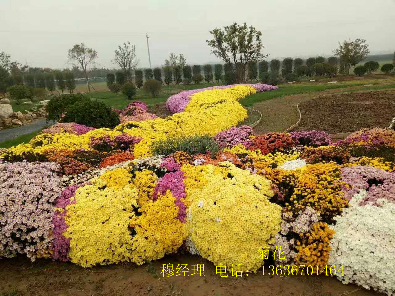 周至草花、周至草花批發(fā)、周至草花基地