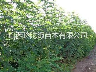 山西嫁接易生長蝶形花科落葉喬木香花槐樹苗 又名 富貴樹