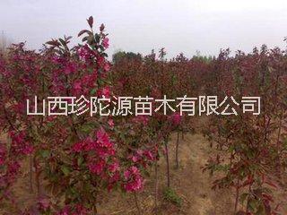 哪里有絢麗海棠苗 絢麗海棠苗價(jià)格  優(yōu)質(zhì)絢麗海棠苗
