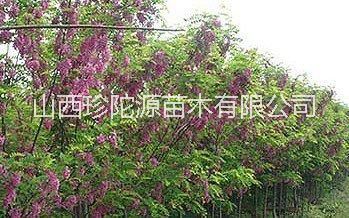 香花槐樹苗價格 哪里有香花槐樹  批發(fā)香花槐樹苗