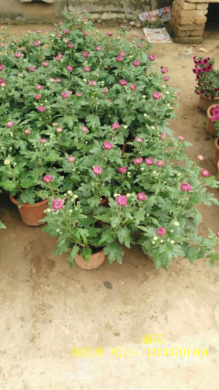 供應(yīng)西安草花/綠植 西安綠植綠化公司咨詢電話