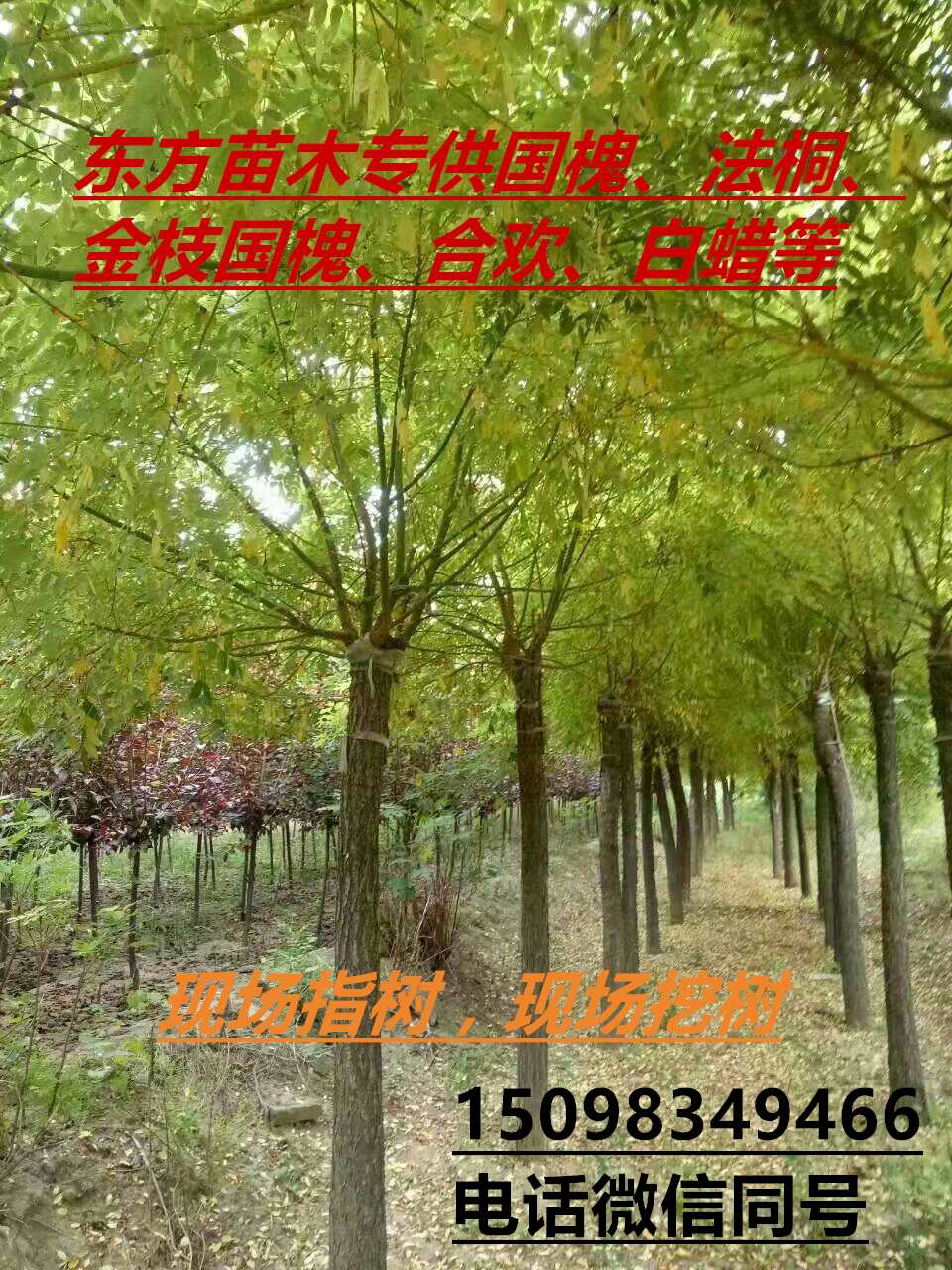 供應山西哪里有5-8公分國槐 供應3-5-8-10公分金枝國槐 批發(fā)3-5-8-10公分金枝國槐