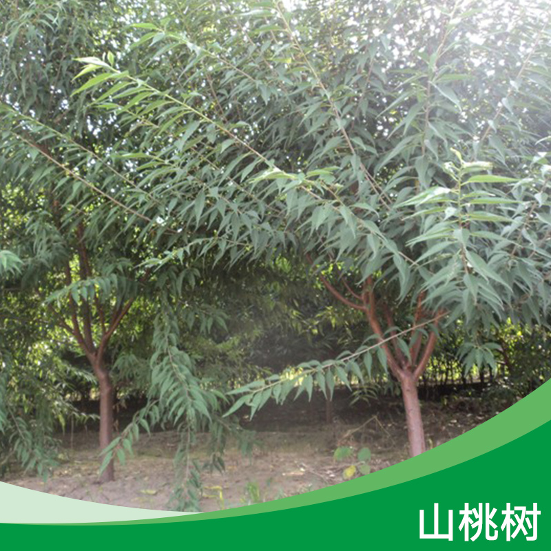 山桃樹 山桃樹批發(fā) 山桃樹現(xiàn)貨 山桃樹直銷 山桃樹價格