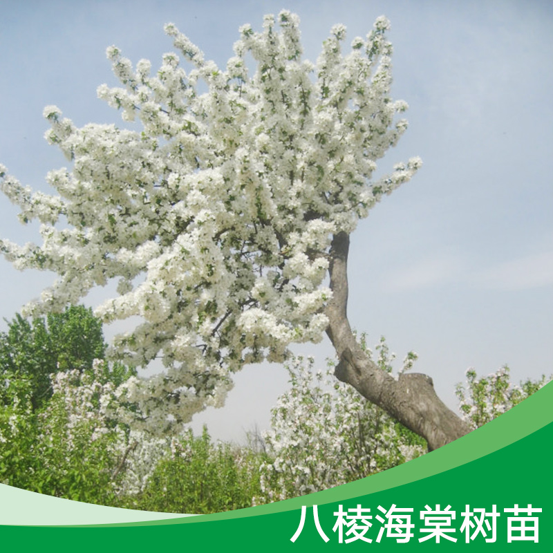 八棱海棠樹苗產(chǎn)品 八棱海棠樹苗木基地 八棱海棠樹苗現(xiàn)貨 八棱海棠樹苗價格