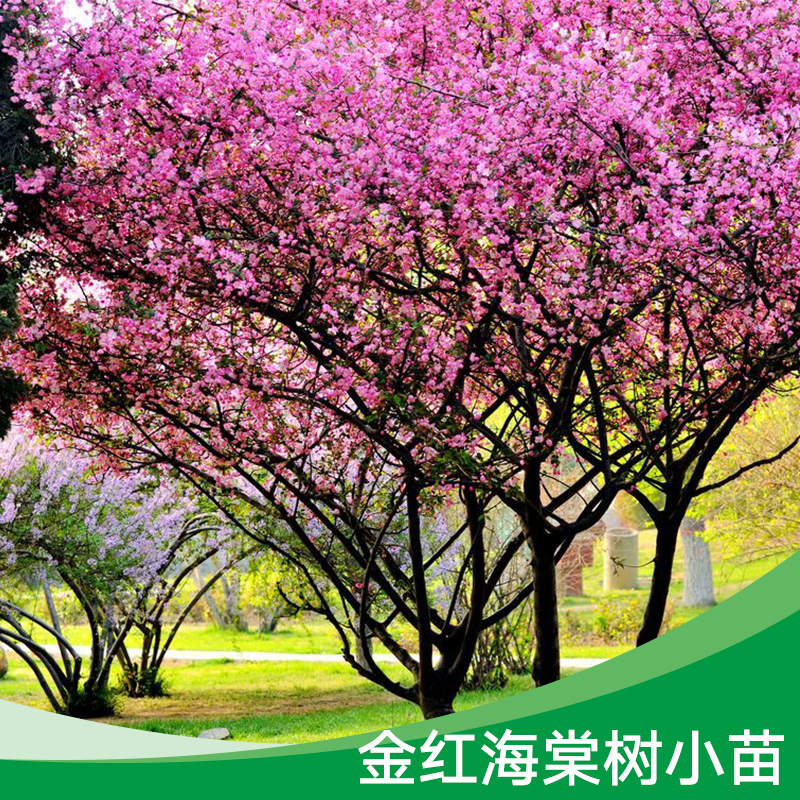 江蘇金紅海棠樹|江蘇金紅海棠樹價格|江蘇金紅海棠樹熱銷