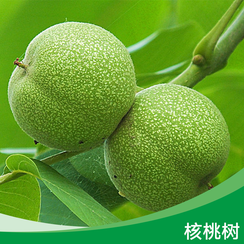 核桃樹(shù) 核桃樹(shù)苗批發(fā) 嫁接核桃樹(shù)供應(yīng)商 核桃苗廠家報(bào)價(jià)