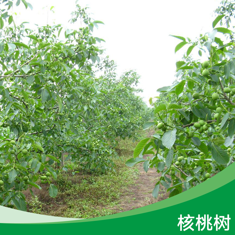 核桃樹(shù) 核桃樹(shù)苗批發(fā) 嫁接核桃樹(shù)供應(yīng)商 核桃苗廠家報(bào)價(jià)