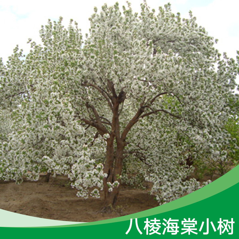 八棱海棠小樹 八棱海棠小苗批發(fā) 八棱海棠樹苗供應(yīng) 八棱海棠小樹苗木價格