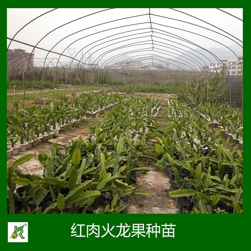 紅肉火龍果種苗 火龍果種苗種植 火龍果種苗批發(fā)  臺(tái)灣紅肉火龍果種苗