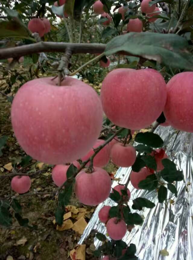 陜西韓城縣紅富士蘋果