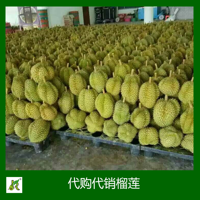 榴蓮 榴蓮水果批發(fā)  榴蓮水果供應(yīng)商 出售榴蓮