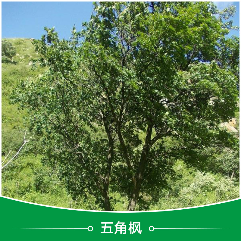 衡水五角楓批發(fā) 綠化苗木五角楓 綠化工程五角楓小苗 價(jià)格合理量大