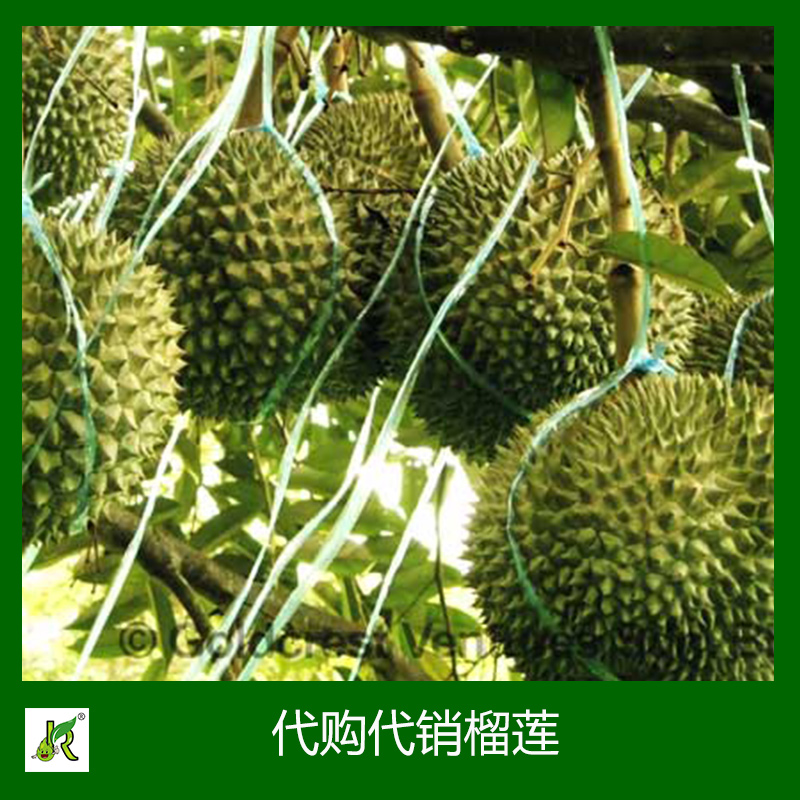榴蓮 榴蓮水果批發(fā)  榴蓮水果供應(yīng)商 出售榴蓮