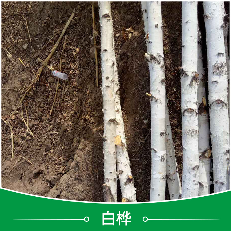 【很不錯】山西白樺批發(fā)_山西白樺價格_山西白樺基地【承德山地苗木】