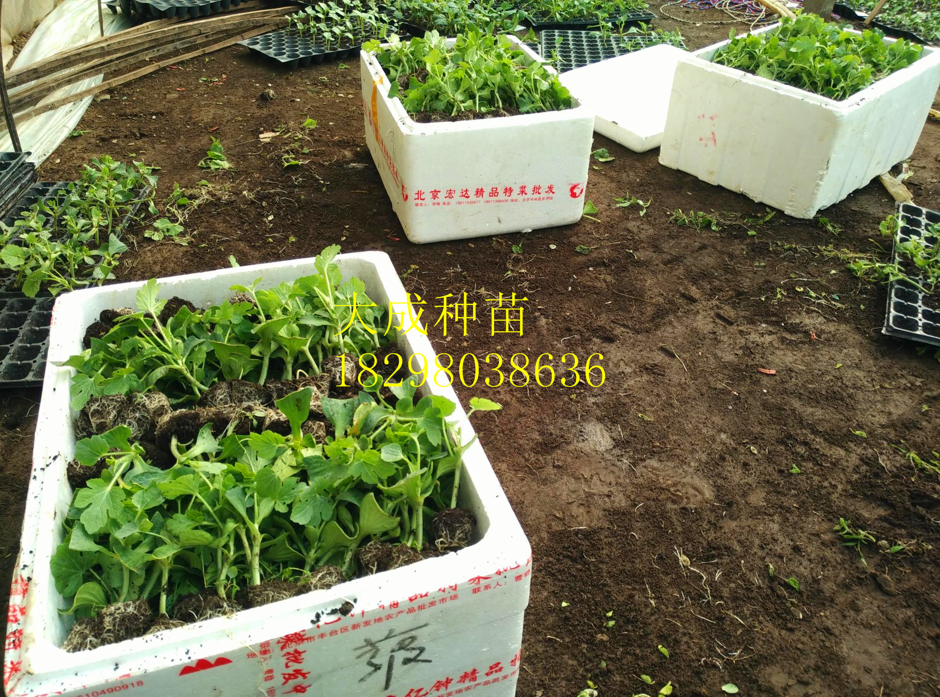 8424西瓜苗 8424西瓜嫁接苗 8424嫁接西瓜苗 西瓜苗 西瓜嫁接苗 嫁接西瓜苗