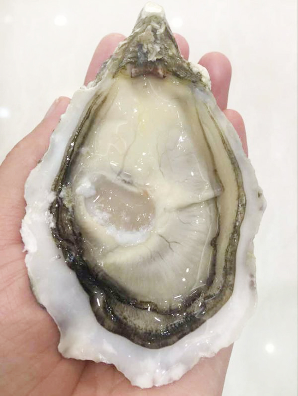 進(jìn)口生蠔美國熊本蠔批發(fā)
