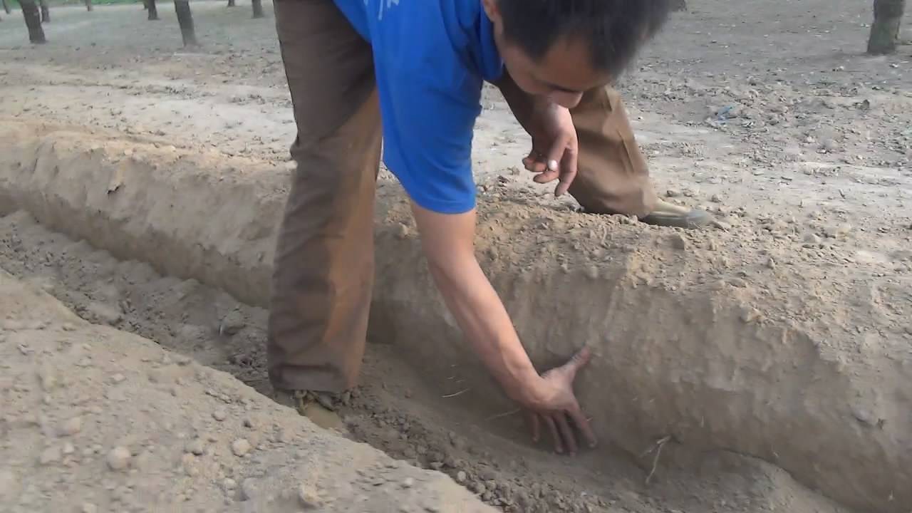 果園開溝施肥 回填