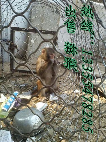 * 鴛鴦 * 紅腹錦雞 哪里有賣*的 哪里有賣*的 哪有賣鴛鴦的