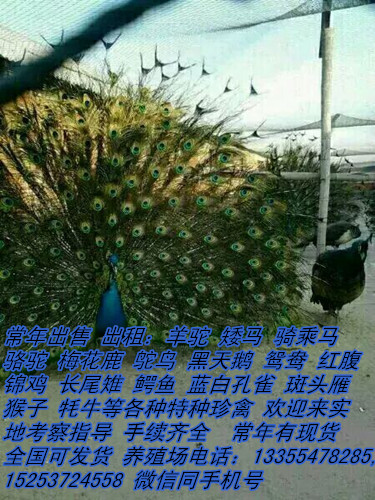 * 鴛鴦 * 紅腹錦雞 哪里有賣*的 哪里有賣*的 哪有賣鴛鴦的
