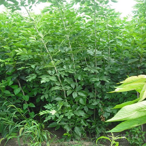 玉溪白蠟樹苗大量供應(yīng)