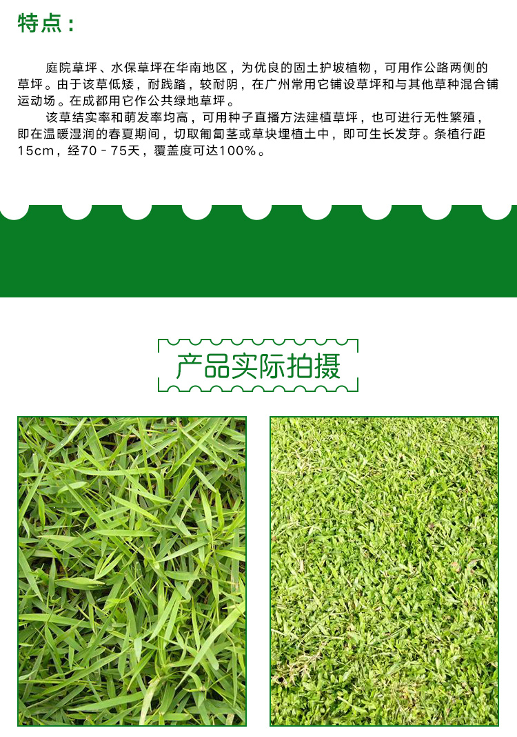 供應(yīng)海南三亞夏威夷草，大葉油草，臺(tái) 海南大葉油草坪草卷批發(fā)