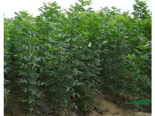 玉溪白蠟樹苗大量供應(yīng)