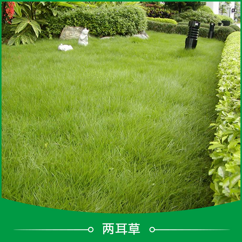兩耳草足球草高爾夫球草 夏威夷兩耳草批發(fā) ?？谙耐膬啥輧扇~
