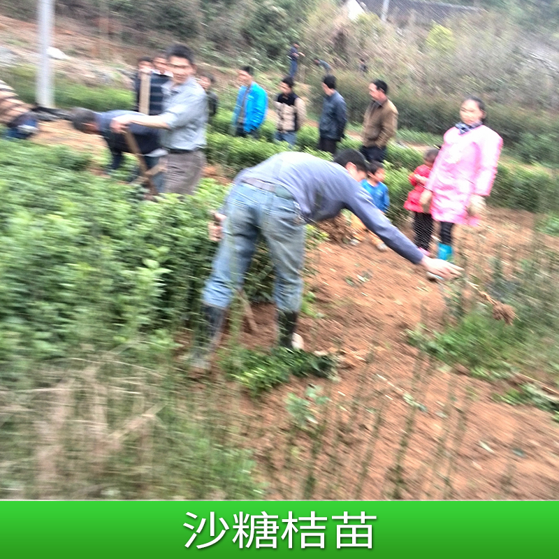 廣西桂林沙糖桔苗  沙糖桔苗批發(fā)價(jià)   沙糖桔苗銷售 全國發(fā)貨 品質(zhì)保障