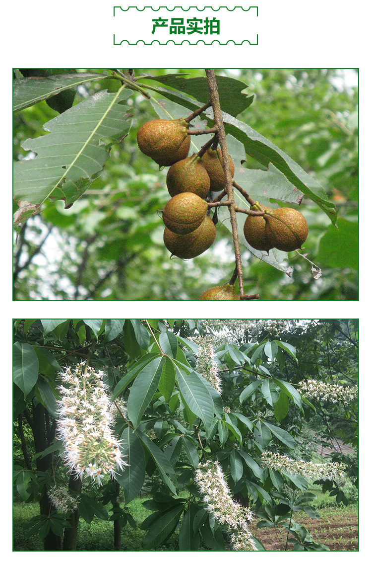 供應(yīng)七葉樹(shù)種子苗木，桫欏樹(shù)，梭欏子，天師栗，開(kāi)心果，猴板栗　