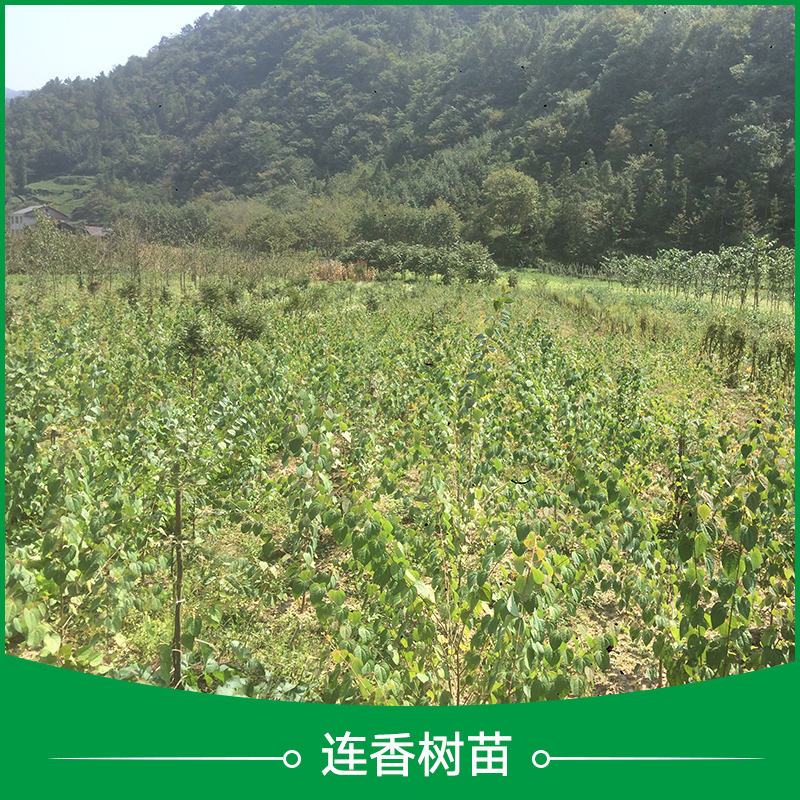 連香樹 *植物連香樹苗 宜昌連香樹苗基地 連香樹苗 連香苗批發(fā)