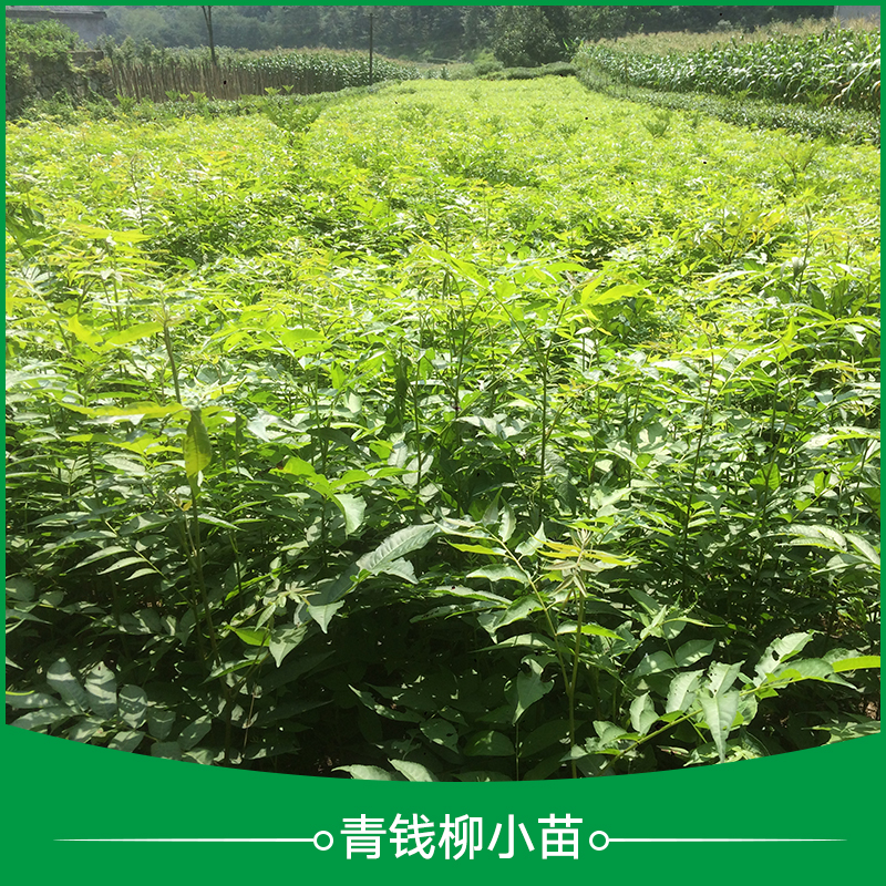 五峰瀚林 青錢柳小苗種植 青錢柳小苗 青錢柳苗價(jià)格 青錢柳苗批發(fā)
