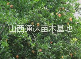山西鈣果苗(歐梨)苗基地|山西鈣果苗廠家|山西鈣果批發(fā)價(jià)|山西鈣果苗（歐梨苗）基地