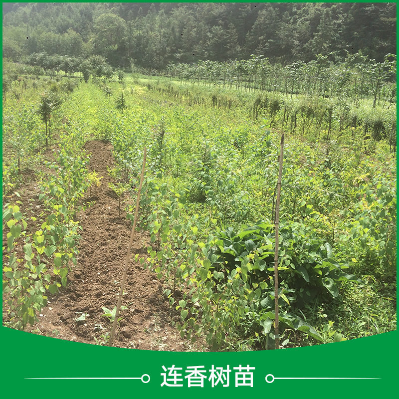 連香樹 *植物連香樹苗 宜昌連香樹苗基地 連香樹苗 連香苗批發(fā)