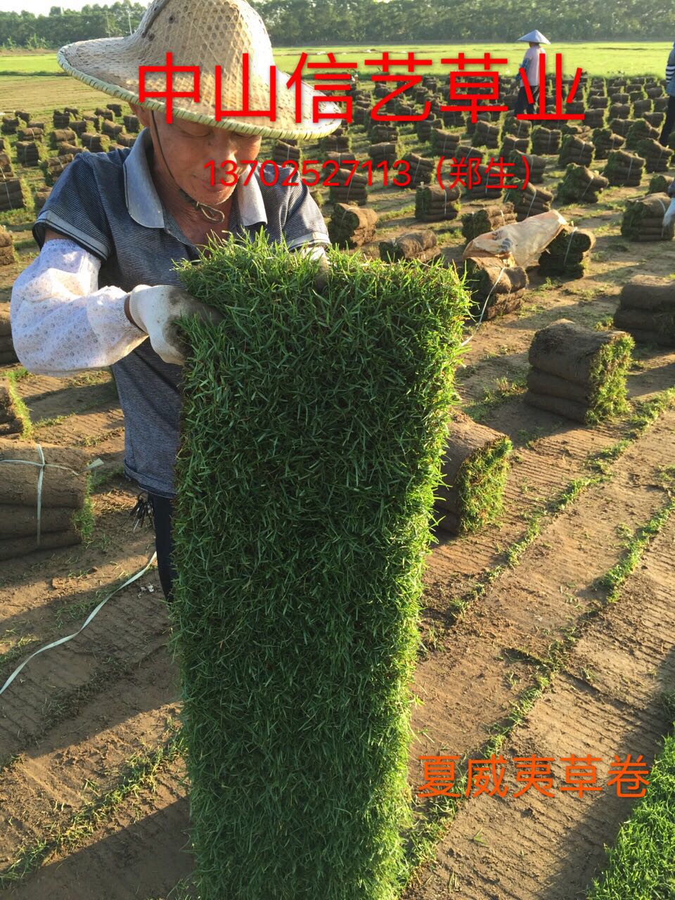 供應(yīng) 夏威夷草坪 夏威夷草