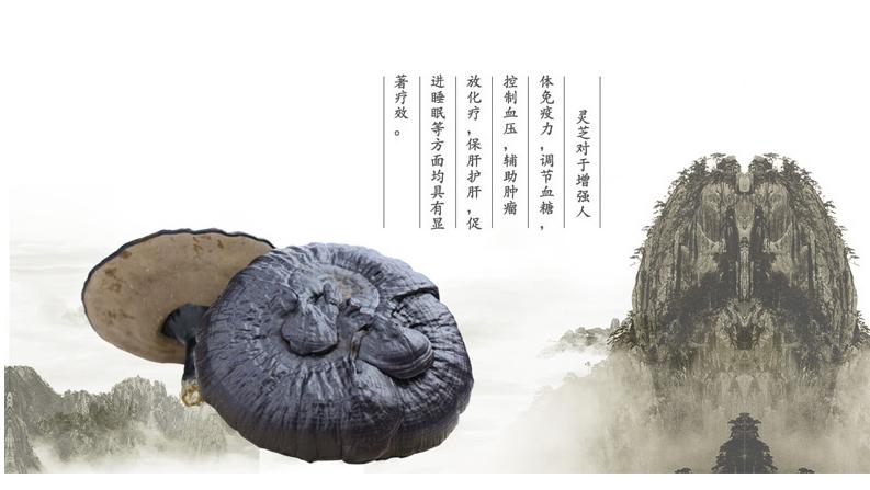 靈芝保健茶精美禮盒包裝   天然靈芝茶山東生產(chǎn)廠家  靈芝茶專業(yè)oem貼牌加工 藍(lán)帽認(rèn)證 瑞芝堂牌靈芝茶