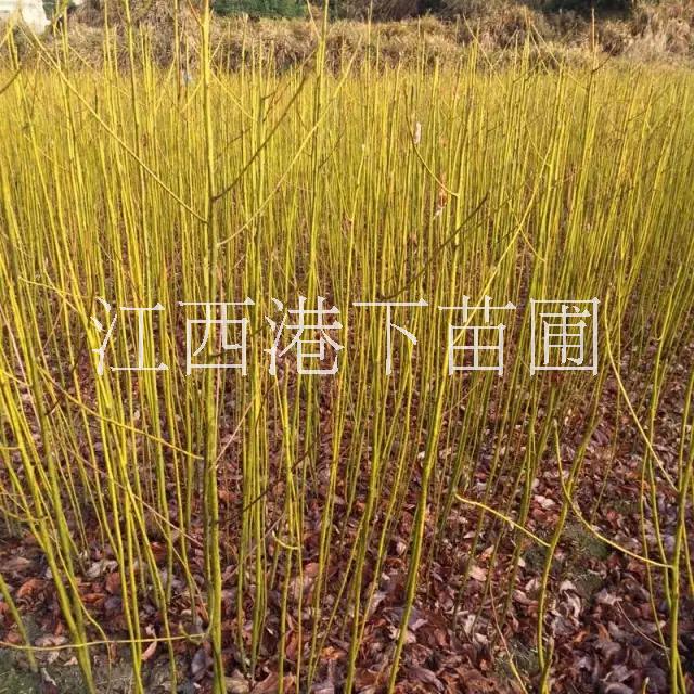 供應(yīng)胡枝子苗/胡枝子基地/胡枝子價(jià)格