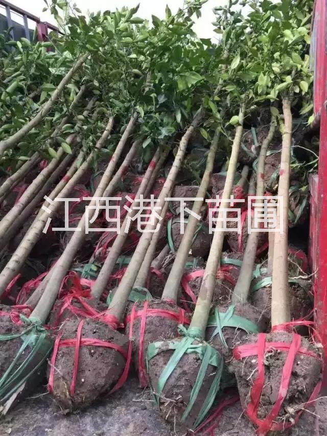 供應(yīng)速生柳/速生柳價格/速生柳基地