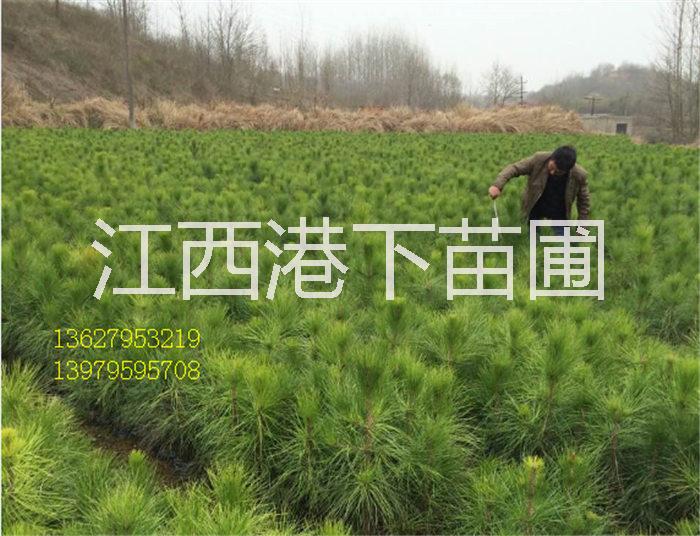 供應濕地松大苗/馬尾松苗/紅豆杉苗 濕地松大苗/濕地松苗/濕地松袋苗