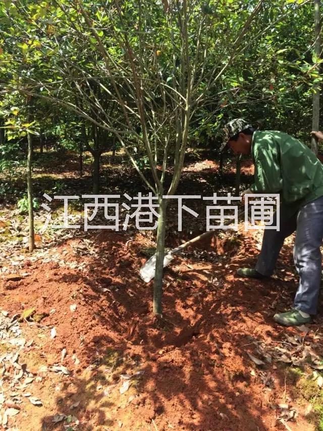 江西羅漢松基地，江西羅漢松價(jià)格，江西羅漢松供應(yīng)商