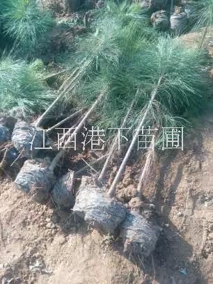 供應濕地松大苗/馬尾松苗/紅豆杉苗 濕地松大苗/濕地松苗/濕地松袋苗