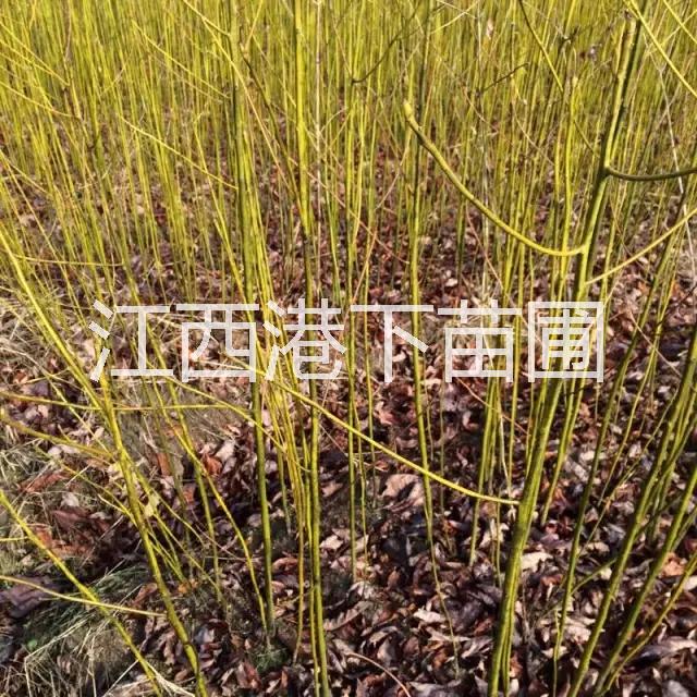 供應(yīng)胡枝子苗/胡枝子基地/胡枝子價(jià)格