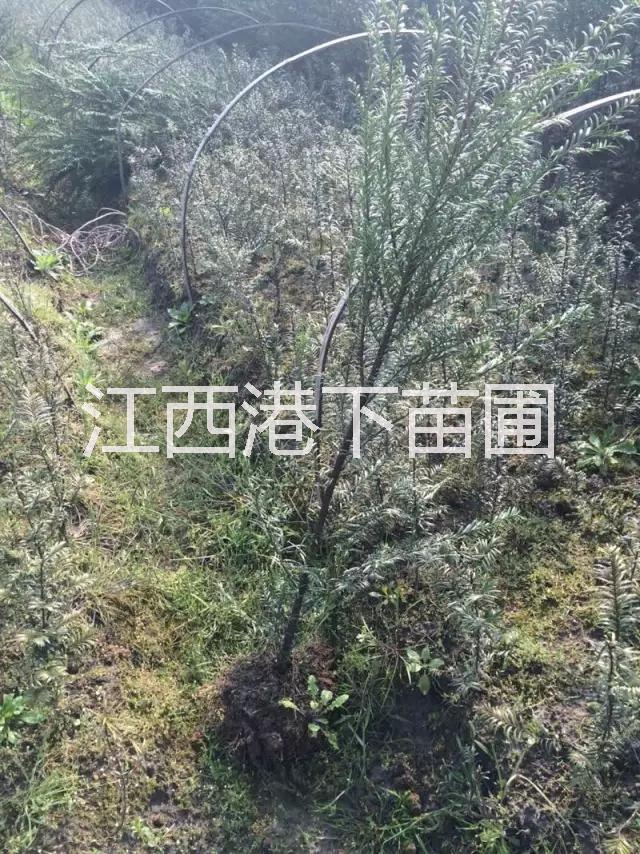 江西青錢柳種植基地，江西青錢柳種價格，江西青錢柳種供應商