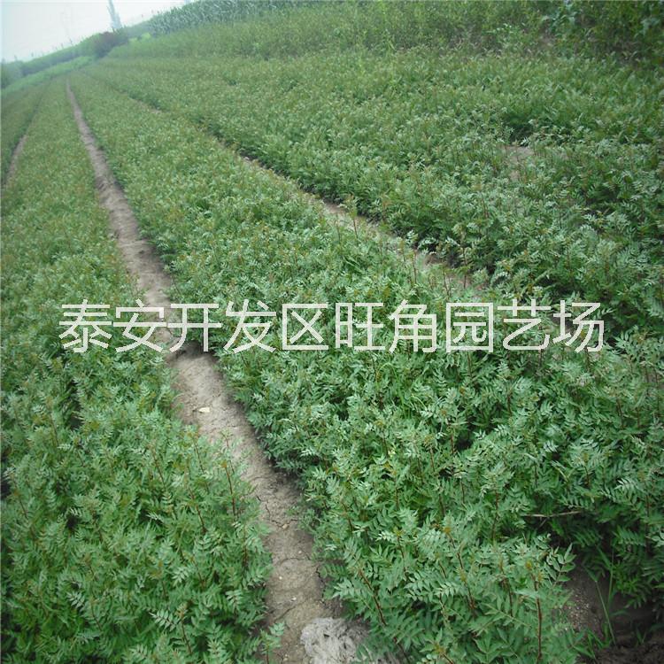 批發(fā)花椒苗 大紅袍花椒苗 青花椒苗 規(guī)格多*