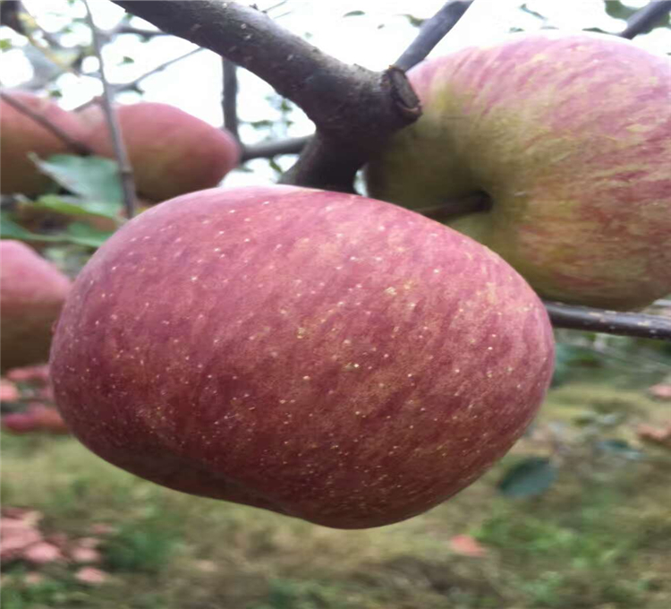 云南特產(chǎn)糖心蘋果基地，糖心蘋果蘋果多少一斤，糖心蘋果價格