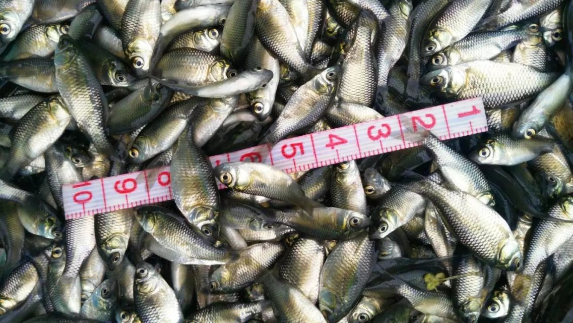 四川魚苗羅非魚苗億龍魚苗豐產鯽魚。
