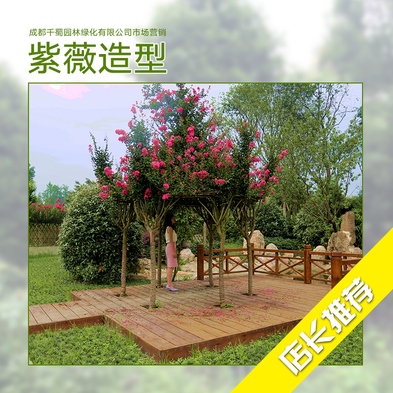 紫薇造型 紫薇種植基地 紫薇種植 紫薇樹苗批發(fā) 紫薇花供應(yīng)