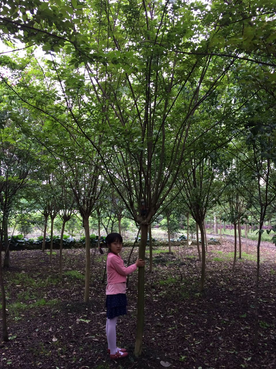 供應(yīng)紫薇 紫薇樹(shù)價(jià)格 四川紫薇 成都大紅紫薇樹(shù)價(jià)格