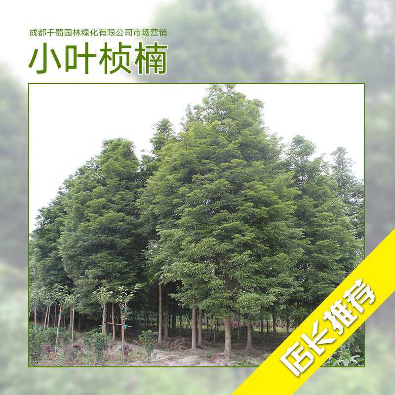 小葉楨楠種植基地 小葉楨楠 小葉楨楠苗 楨楠種植 楨楠樹苗批發(fā)